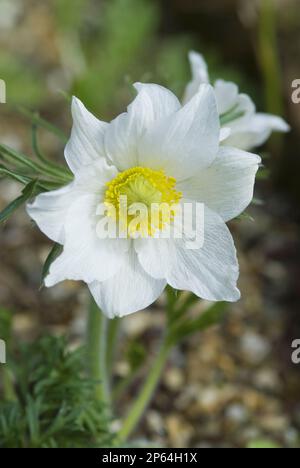 Fleur pasque blanche Pulsatilla vulgaris 'Alba' Banque D'Images