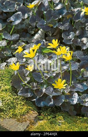 Ranunculus ficaria 'brazen Hussy' celandine jaune fleurs de printemps Banque D'Images