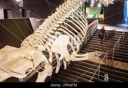 Museu Blau, musée des sciences naturelles, squelette de baleine dans le hall. Bâtiment conçu par Jacques Herzog et Pierre de Meuron, Carrer de Leonardo Da Vinci 4, Banque D'Images