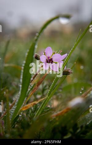 Morning Dew Kiss Banque D'Images