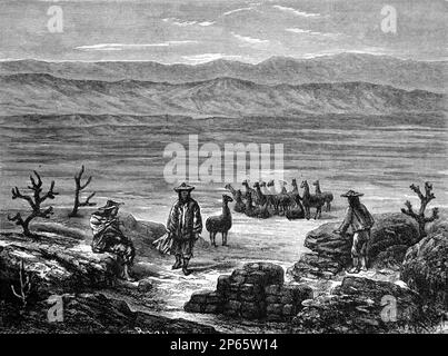 Herding Llamas (Lama glama) ou Alpacas (Vicugna pacos) dans l'Altiplano, le Collao ou le plateau andin de l'Amérique du Sud-Centre-Ouest. Gravure ancienne ou illustration 1862 Banque D'Images