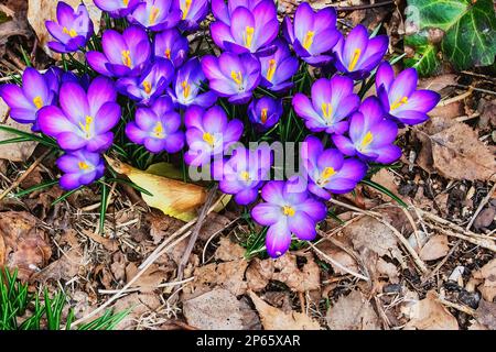 Crocus pourpre qui fleurit au début de l'achat Banque D'Images