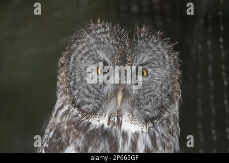 Grand hibou gris (Strix nebulosa), Centre de réhabilitation Raptor à Sitka, Alaska, États-Unis d'Amérique, Amérique du Nord Banque D'Images