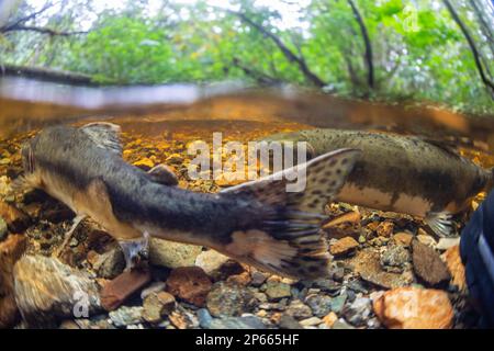 Saumon rose adulte (Oncorhynchus gorbuscha), fraye à Fox Creek, île ChichagoF, sud-est de l'Alaska, États-Unis d'Amérique, Amérique du Nord Banque D'Images