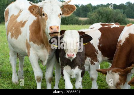 Vache tachetée avec veaux dans le pâturage, jour d'été Banque D'Images