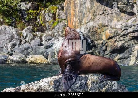 Le lion de mer de Steller (Eumetopias jubatus), transporté sur la marée d'inondation dans les îles Iniennes, dans le sud-est de l'Alaska, aux États-Unis d'Amérique, en Amérique du Nord Banque D'Images