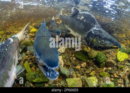 Saumon rose adulte (Oncorhynchus gorbuscha), fraye à Fox Creek, île ChichagoF, sud-est de l'Alaska, États-Unis d'Amérique, Amérique du Nord Banque D'Images