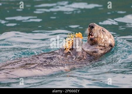 Loutre de mer adulte (Enhydra lutris), se nourrissant d'une étoile de panier dans les îles Inian, sud-est de l'Alaska, États-Unis d'Amérique, Amérique du Nord Banque D'Images