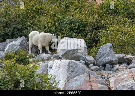 Chèvre de montagne adulte (Oreamnos americanus), au glacier South Sawyer, dans le bras Tracy, dans le sud-est de l'Alaska, États-Unis d'Amérique, Amérique du Nord Banque D'Images