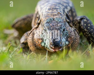 Un tegu noir et blanc argentin adulte (Salvator merianae), chutes d'Iguazu, site classé au patrimoine mondial de l'UNESCO, province de Misiones, Argentine, Amérique du Sud Banque D'Images