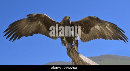 Aigle d'or (Aquila chrysaetos) avec ailes ouvertes, lac Song Kol, région de Naryn, Kirghizistan, Asie centrale, Asie Banque D'Images