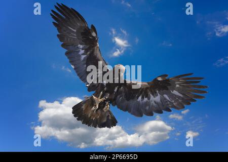 Golden Eagle (Aquila chrysaetos) en vol, lac Song Kol, région de Naryn, Kirghizistan, Asie centrale, Asie Banque D'Images