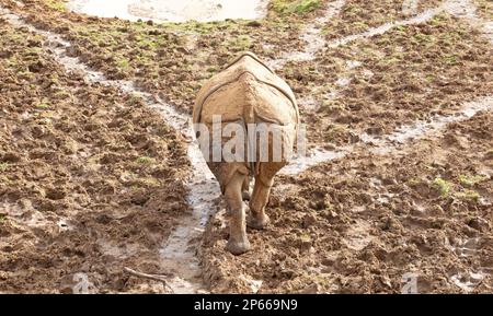 Plus grand rhinocéros à une cornée en captivité, champ humide Banque D'Images