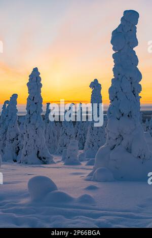 Grands arbres couverts de neige dans la forêt arctique gelée à l'aube, Parc national de Riisitunturi, Posio, Laponie, Finlande, Europe Banque D'Images