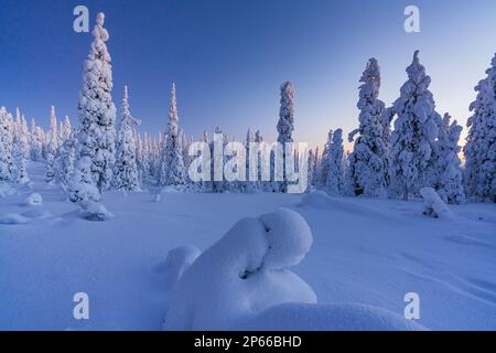 Épicéa gelé couvert de neige pendant l'heure bleue, Parc national de Riisitunturi, Posio, Laponie, Finlande, Europe Banque D'Images