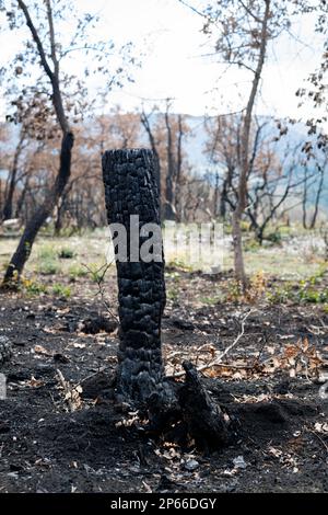 Tronc brûlé après un incendie de forêt dans le sud de la France, département du Var, tronc brûlé d'arbre fermé Banque D'Images