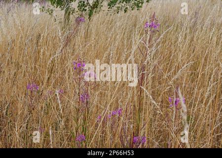 Rosebay Willowherb – Chamerion angustifolium Banque D'Images