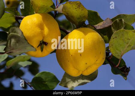 Beaucoup de quinces de poire mûres, gros plan. Les fruits jaunes ensoleillés de poire de coing poussent sur le coing avec le feuillage vert dans le jardin d'automne. Banque D'Images