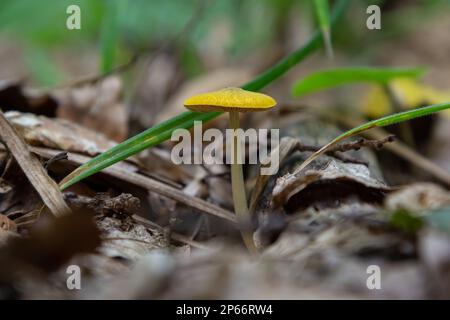 Chapeau de campagne jaune Bolbitius titubans parfois appelé champignon jaune d'oeuf. Banque D'Images