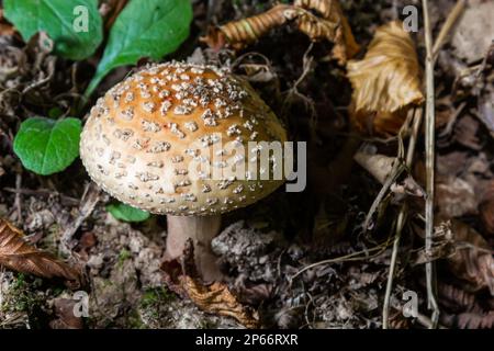 ce champignon est un amanita rubescens et il pousse dans la forêt. Banque D'Images