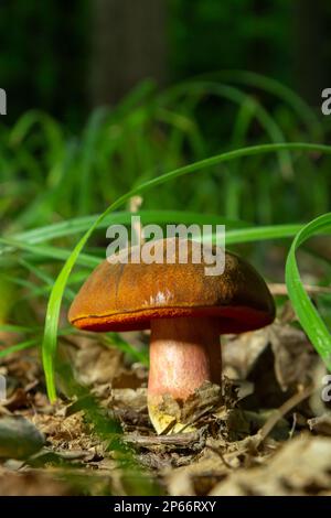 Boletus erythopus ou Neoboletus luridiformis champignon dans la forêt poussant sur l'herbe verte et humide terrain naturel en automne saison. Boletus luridiforme Banque D'Images