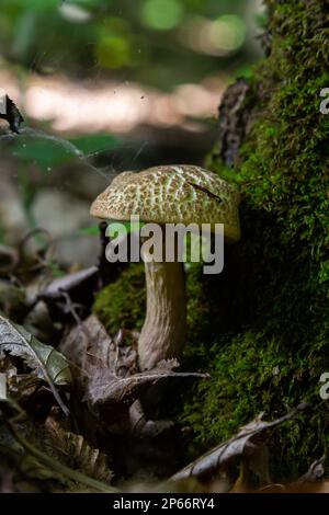 Xerocomellus chrysenteron, connu sous le nom de Boletus chrysenteron ou Xerocomus chrysenteron - champignons comestibles. Champignon dans l'environnement naturel. Banque D'Images