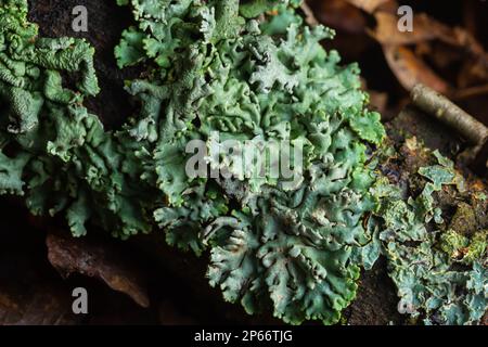 Lichen - Parmotrema reticulatum croissant sur le log tombé. Banque D'Images