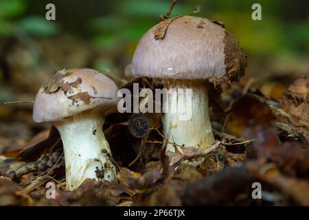 Petite tête de lit géante, Cortinarius traganus, champignons toxiques en forêt, foyer sélectif, DOF peu profond. Banque D'Images