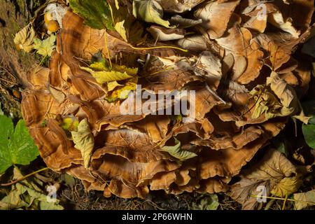 Meripilus giganteus dans la forêt. Meripilus giganteus, champignon polypore. Polypore géant, Meripilus giganteus, fruit d'une souche d'arbre. Banque D'Images