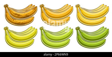 Ensemble de bouquet de banane Vector, bon horizontal avec collection de lots d'illustrations découpées de groupe de bananes variées, rapées brunes et vertes, bunche de banane non rippée Illustration de Vecteur