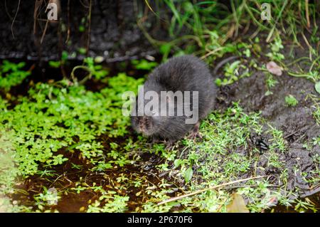 Vole d'eau à poil sombre (Arvicola terrestris) dans le ruisseau de montagne, parc national de Cairngorms, Écosse, septembre Banque D'Images