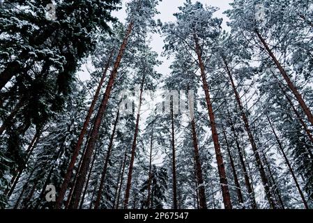 Une scène hivernale idyllique d'une forêt enneigée dans le parc national de Nuuksio dans une Finlande enneigée Banque D'Images