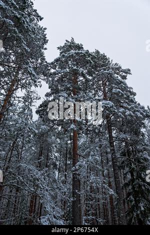 Une scène hivernale idyllique d'une forêt enneigée dans le parc national de Nuuksio dans une Finlande enneigée Banque D'Images