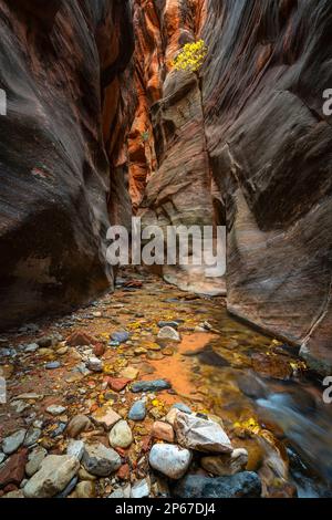 Sentier de randonnée de Kanarra Creek à travers le canyon de fente, section des canyons de Kolob du parc national de Zion, Utah, États-Unis de l'Ouest, États-Unis d'Amérique Banque D'Images