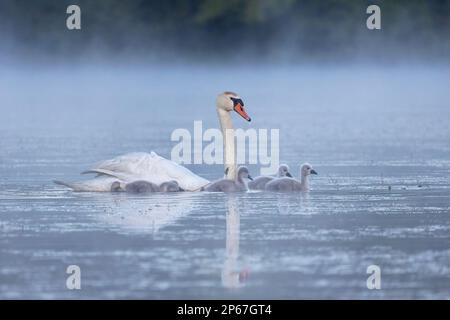 Famille Mute Swan, États-Unis d'Amérique, Amérique du Nord Banque D'Images