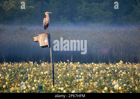 Great Blue Heron dans Summer Marsh, Massachusetts, Nouvelle-Angleterre, États-Unis d'Amérique, Amérique du Nord Banque D'Images