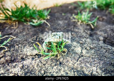 Un jeune crapaud vert européen (crapaud variable, Bufo viridis) sur terre sèche. Coloration assimilable (pas dans ce cas) et sécrétions toxiques sur la peau. Op Banque D'Images