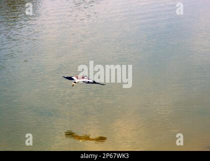 lapwing à puissance rouge (Vanellus indicus) en vol. Inde Banque D'Images