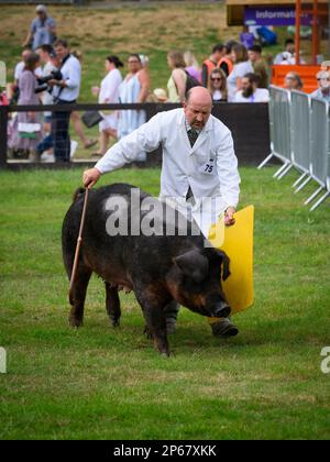 Porc de race pure brun Duroc guidé par un maître (personnes observant un événement de spectacle) - Great Yorkshire Agricultural Show 2022, Harrogate, Angleterre Royaume-Uni. Banque D'Images