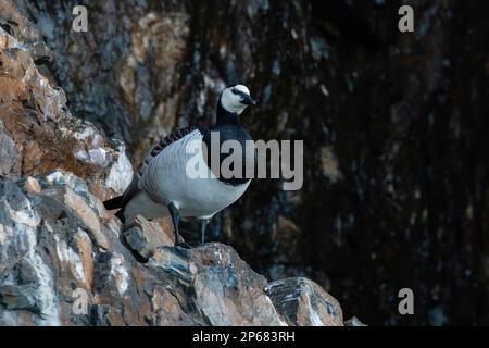 Bernache de Barnacle (Branta leucopsis), Kongsfjorden, Spitsbergen, Iles Svalbard, Arctique, Norvège, Europe Banque D'Images