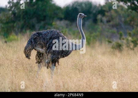 Femelle Ostrich (Struthio camelus), Savuti, parc national de Chobe, Botswana, Afrique Banque D'Images