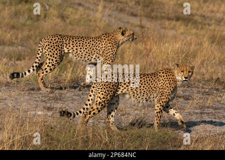 Deux cheetahs (Acinonyx jubatus) marchant, Savuti, parc national de Chobe, Botswana, Afrique Banque D'Images