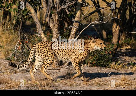 Cheetah (Acinonyx jubatus) marche à pied, Savuti, parc national de Chobe, Botswana, Afrique Banque D'Images