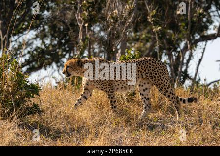 Cheetah (Acinonyx jubatus) marche à pied, Savuti, parc national de Chobe, Botswana, Afrique Banque D'Images