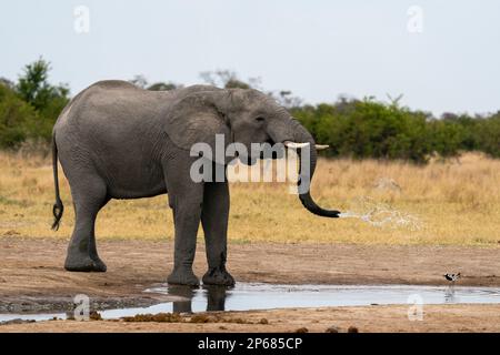 Éléphant d'Afrique (Loxodonta africana) boire au trou d'eau, Savuti, parc national de Chobe, Botswana, Afrique Banque D'Images