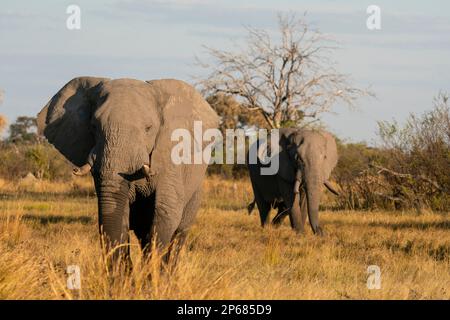 Éléphants d'Afrique (Loxodonta africana) marchant dans la savane, concession Khwai, delta d'Okavango, Botswana, Afrique Banque D'Images