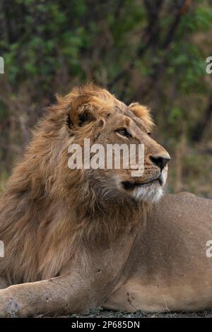 Lion (Panthera leo) au repos, Savuti, Parc national de Chobe, Botswana, Afrique Banque D'Images