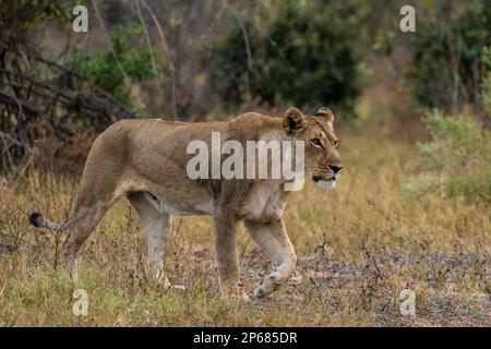 Lioness (Panthera leo) marche, Savuti, Parc national de Chobe, Botswana, Afrique Banque D'Images