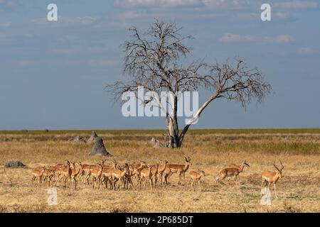 Impalas (Aepyceros melampus) dans la plaine de Mababe, parc national de Chobe, Botswana, Afrique Banque D'Images