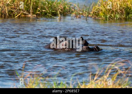 Hippopotame (Hippopotamus amphibius), concession Khwai, Okavango Delta, Botswana, Africa Banque D'Images